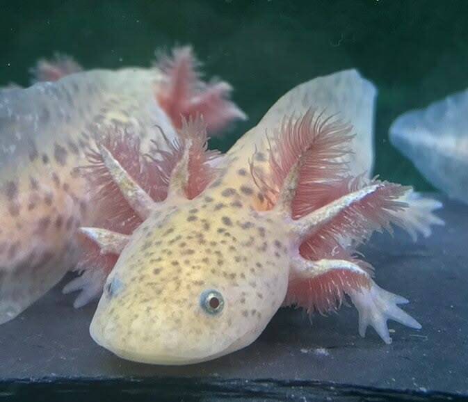 Close-up van de zeldzame Copper Spotted Axolotl met zijn indrukwekkende paars-bronzen kieuwen en unieke metallic spikkels 🐉✨