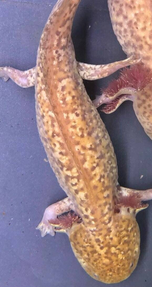 Axolotl Spotted Moonburst Grade S Man