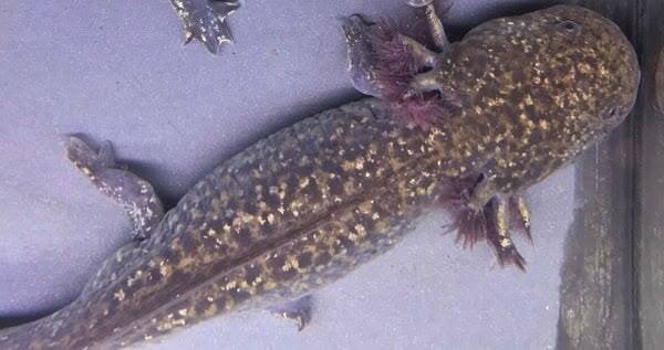 "Detailopname van de iridoforen en starburst-patroon op de huid van een zeldzame Starburst Axolotl."