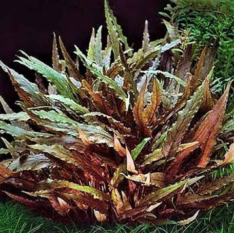 Cryptocoryne wendtii brown