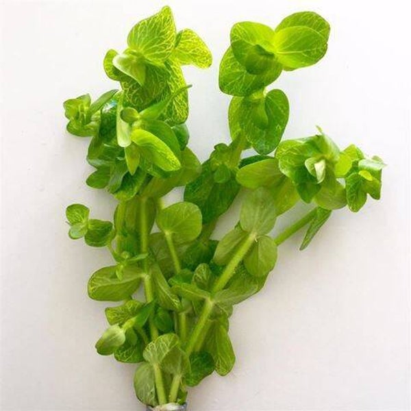 Bacopa lanigera