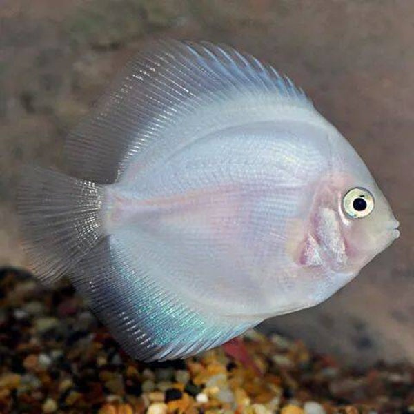 Symphysodon discus "Snow White"