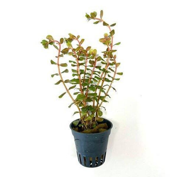 Rotala Vietnam h'ra