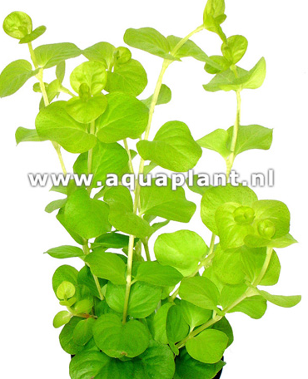 Lysmachia aurea/yellow