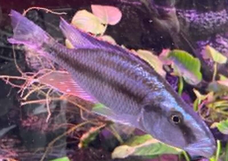 Mannelijke Haplochromis compressiceps roofcichlide, ook wel de Malawi eyebiter genoemd, zwemmend boven de aquarium bodem.
