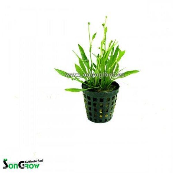 Echinodorus tenellus