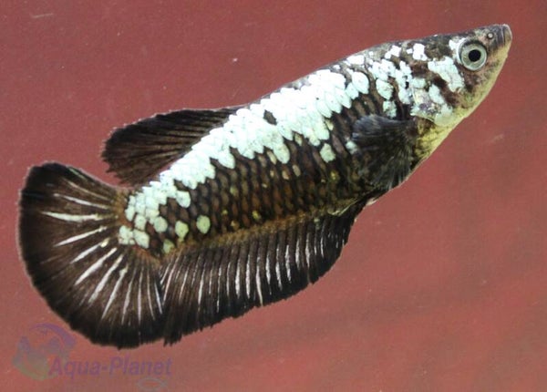 Betta splendens - Black Mamba Female