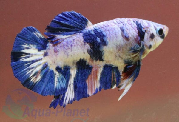 Betta splendens - Blue Panda Female