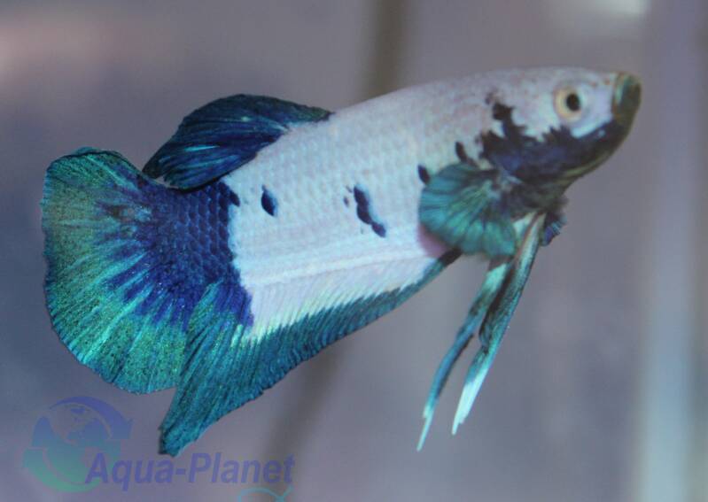 Unieke Panda Betta kempvis met contrasterende zwart-witte patronen rustend op een groen blad van een aquariumplant.