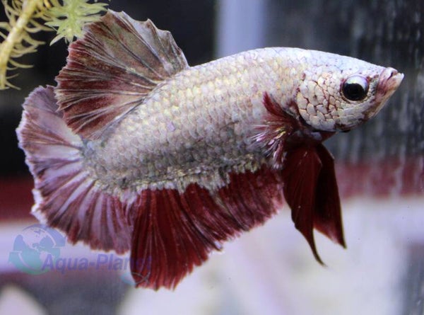 Betta splendens - Dragon Plakat Male