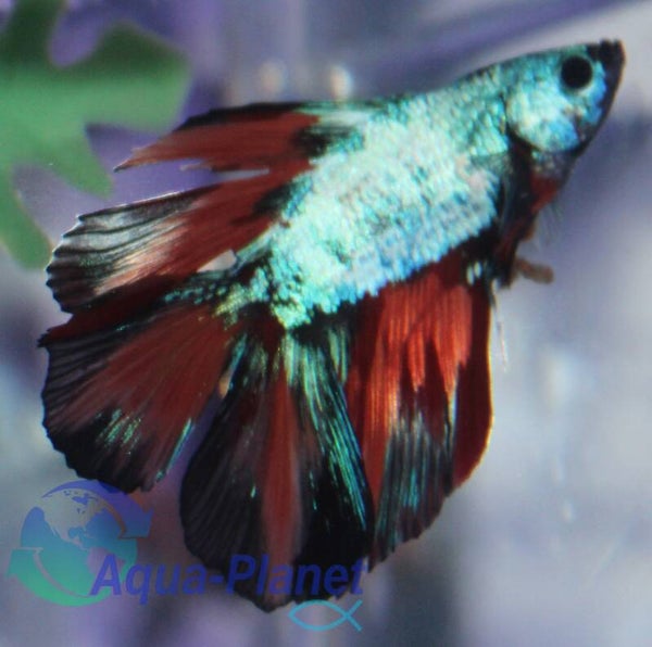 Betta splendens - Fancy DoubleTail