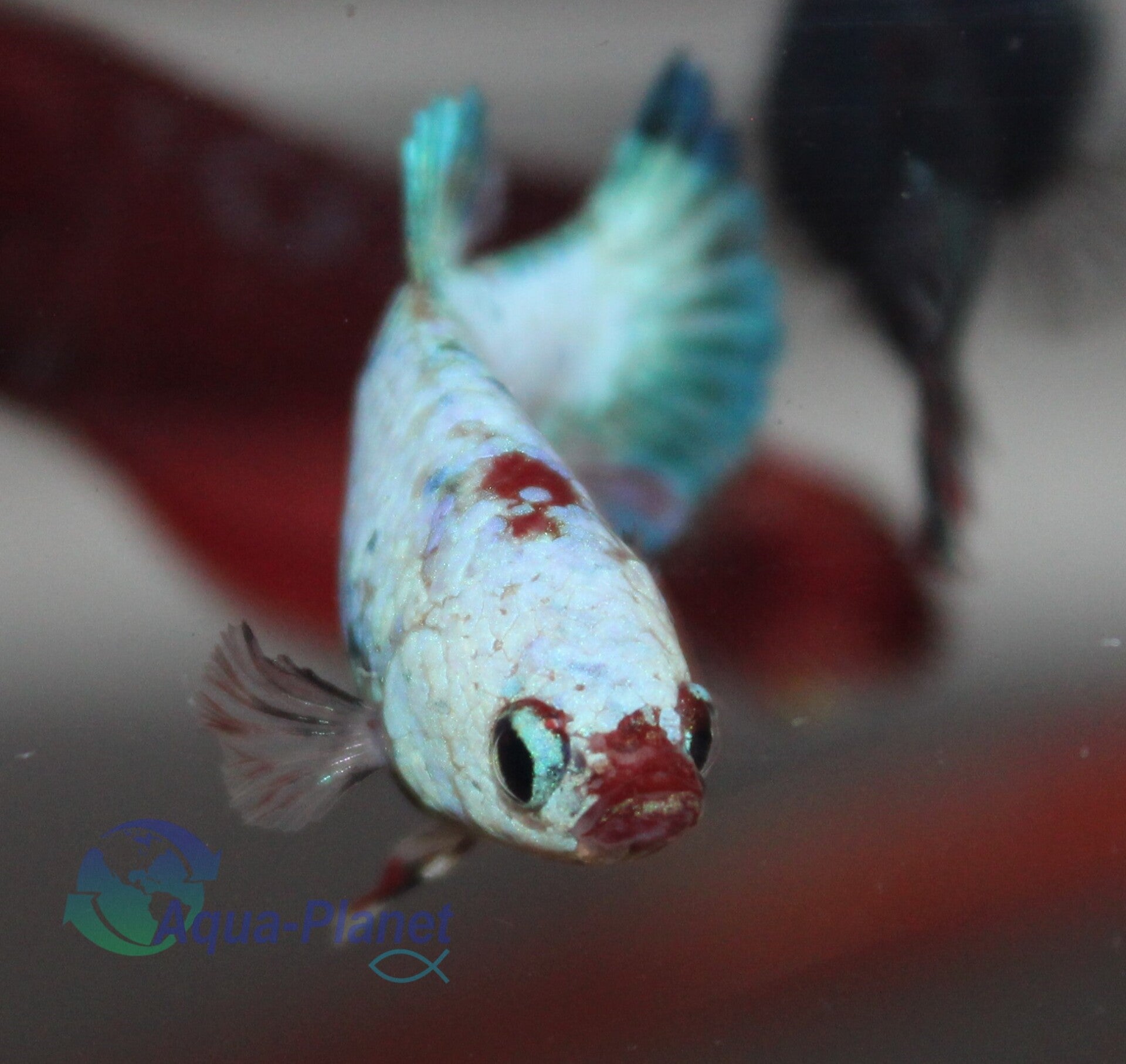 Betta splendens - Plakat Fancy Female