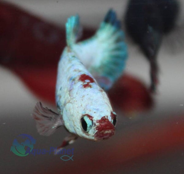 Betta splendens - Plakat Fancy Female