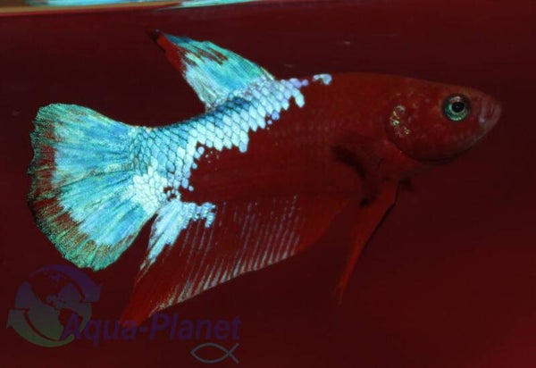 Betta splendens - Hellboy Spiderman