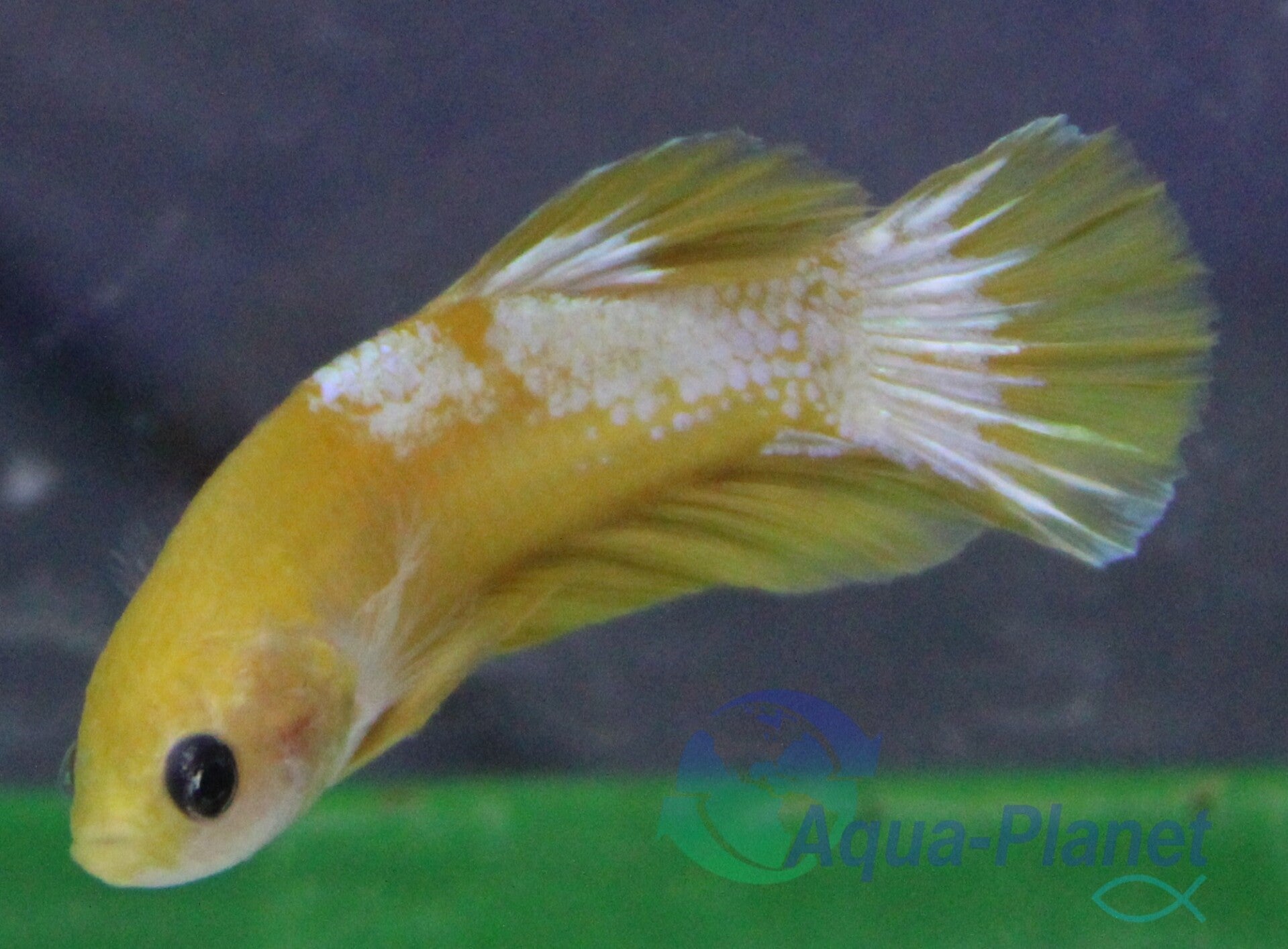 Betta splendens - Hellboy Yellow