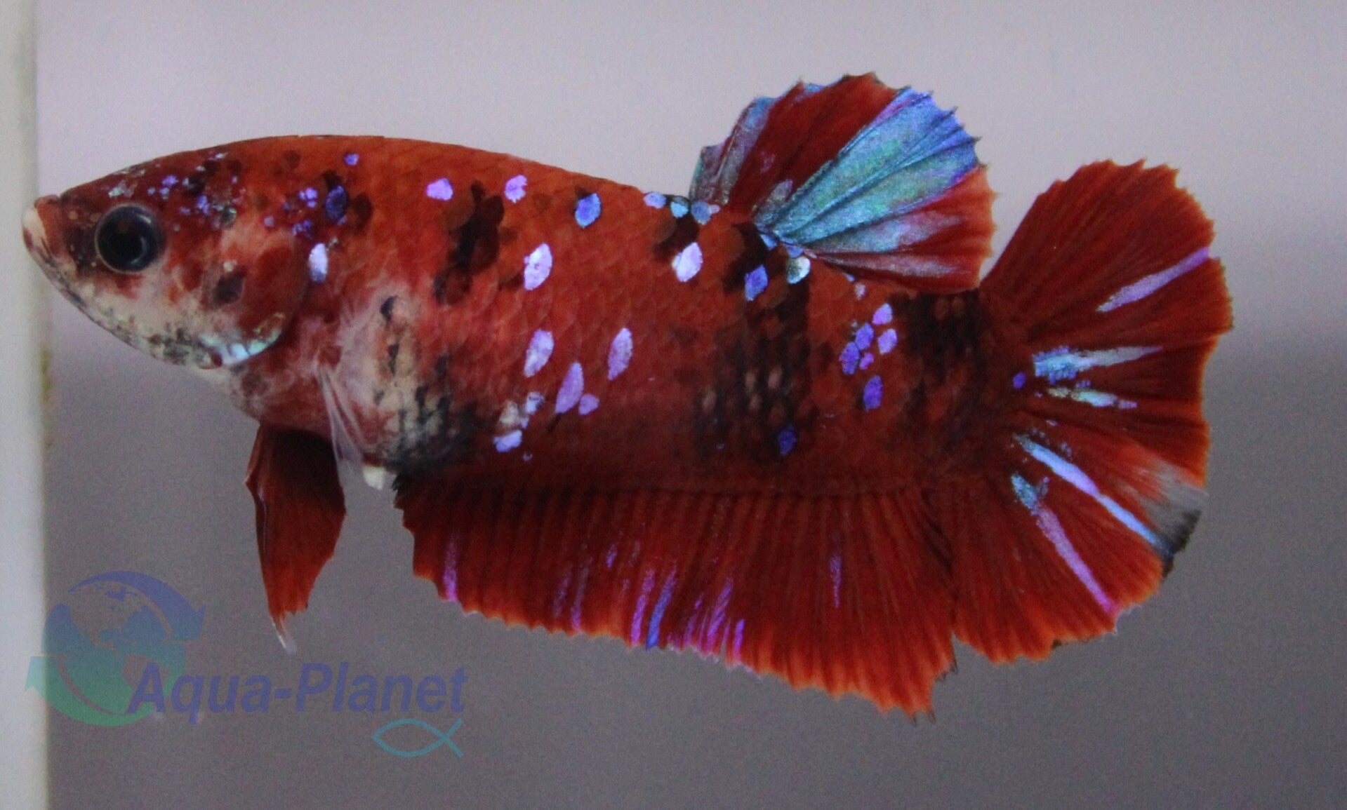 Betta splendens - Plakat Koi Female