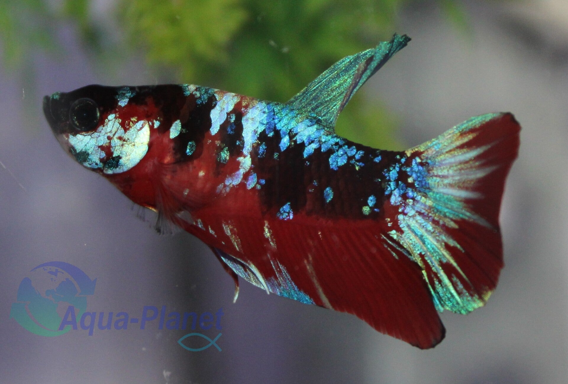 Betta splendens - Plakat Koi Male