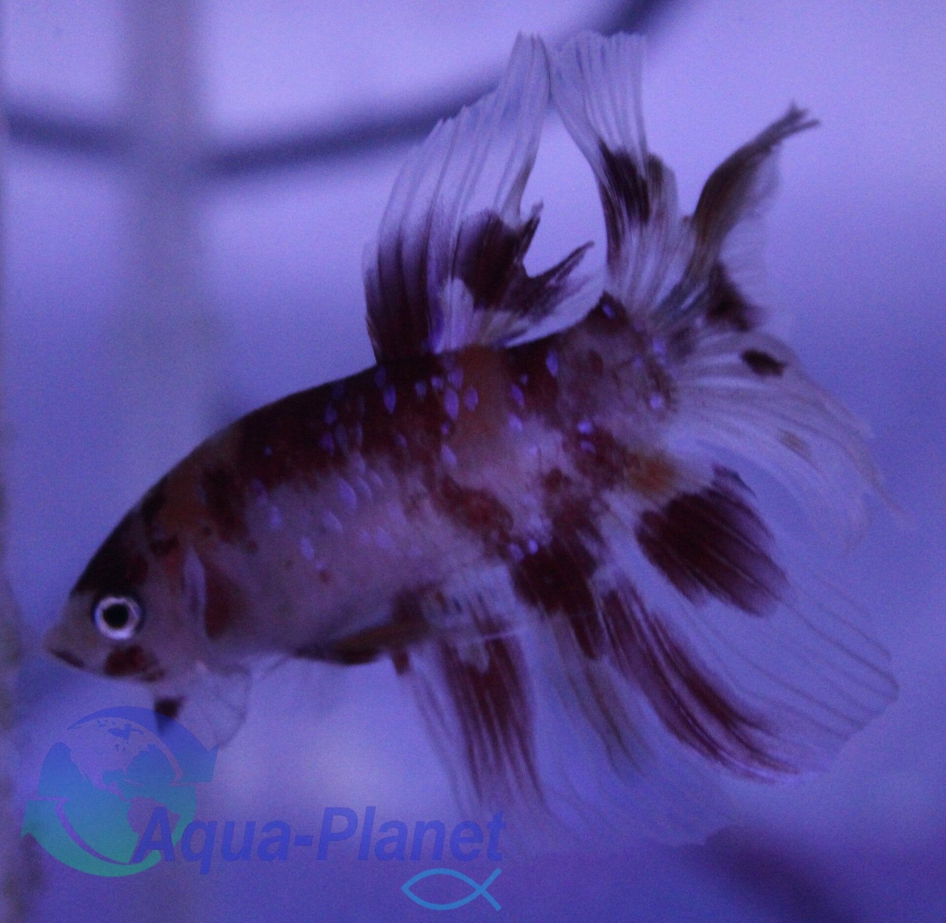 Betta splendens - Koi Veiltail