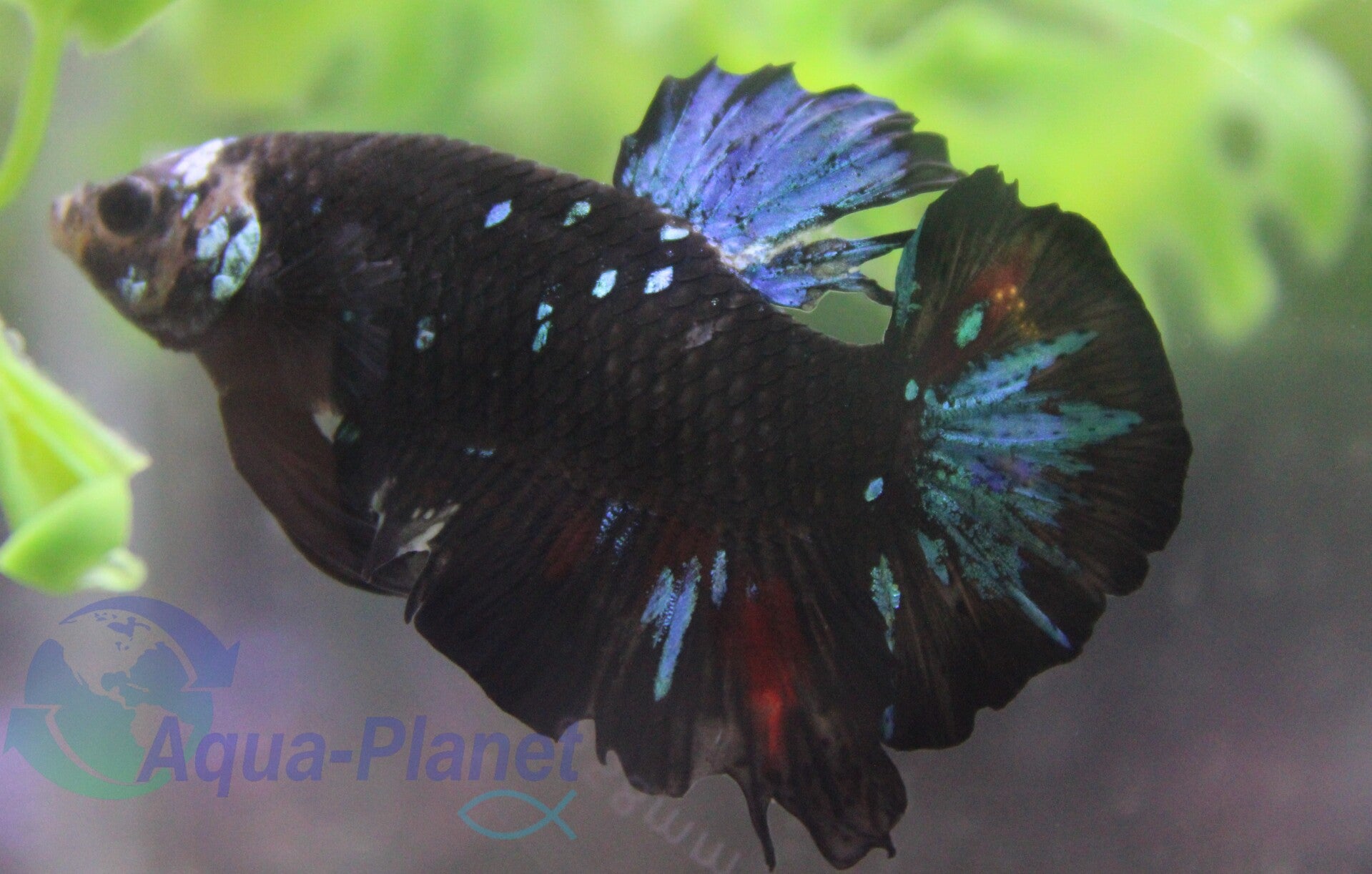 Betta splendens - Plakat Avatar