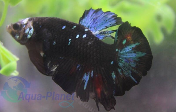 Betta splendens - Plakat Avatar