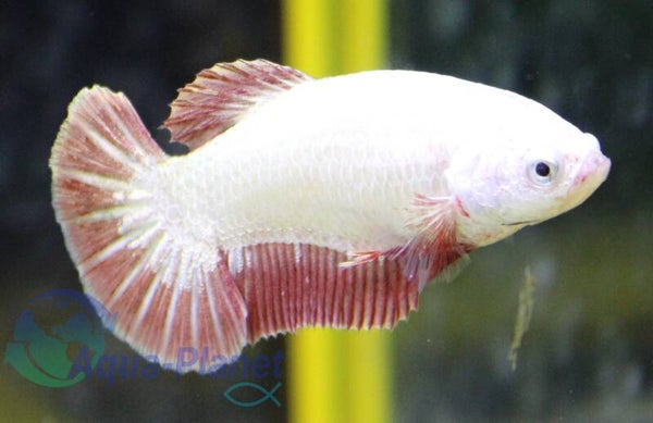 Betta splendens - Dragon Plakat Female