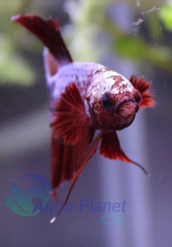 Betta splendens - Hellboy Red Copper
