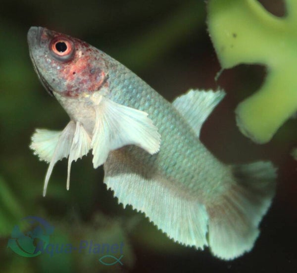 Betta splendens - Super Delta Big Ear Female
