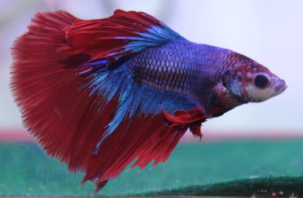 Betta Splendens - Thai Flag