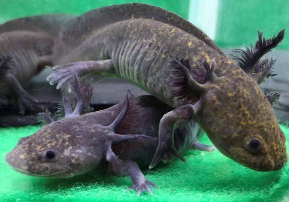 "Mystieke zwarte Axolotl Melanoid 'Shadow Monarch' met kenmerkende gevederde kieuwen in een koudwateraquarium."