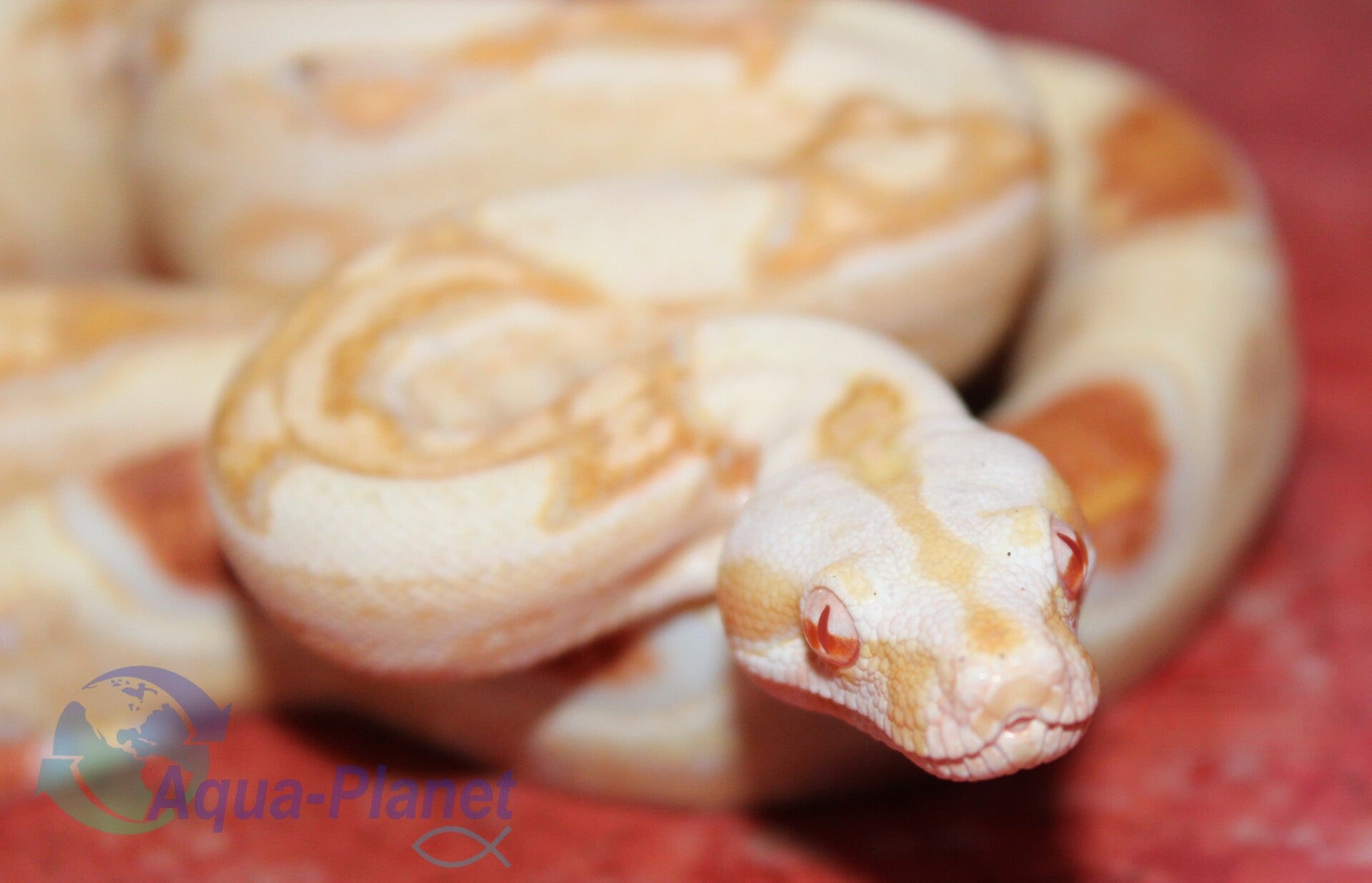 Boa constrictor "Albino"