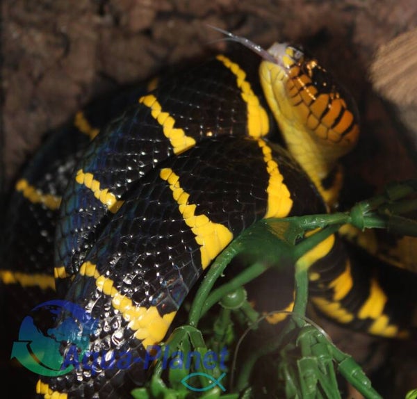 Boiga dendrophila - Mangroveslang