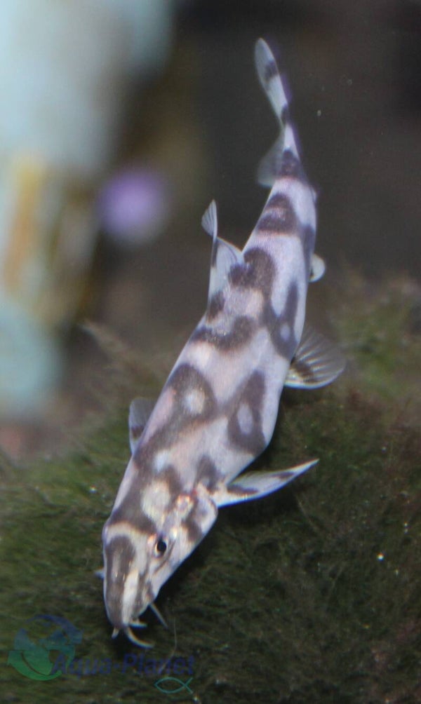 Botia lohachata