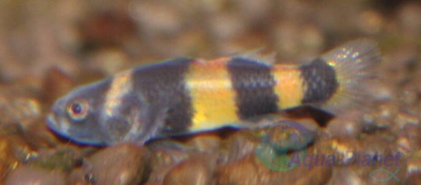 Brachygobius xanthozona