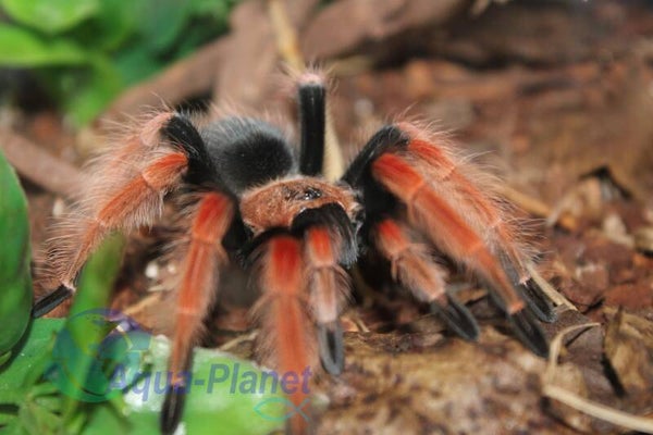 Brachypelma boehmei "Small"