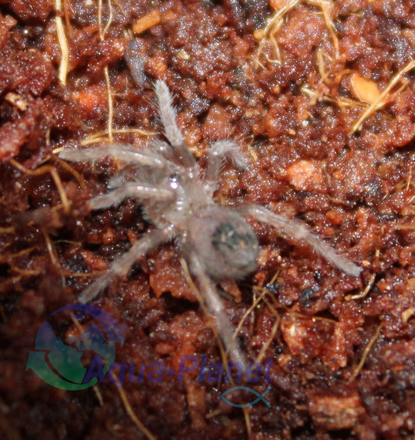Brachypelma emilia