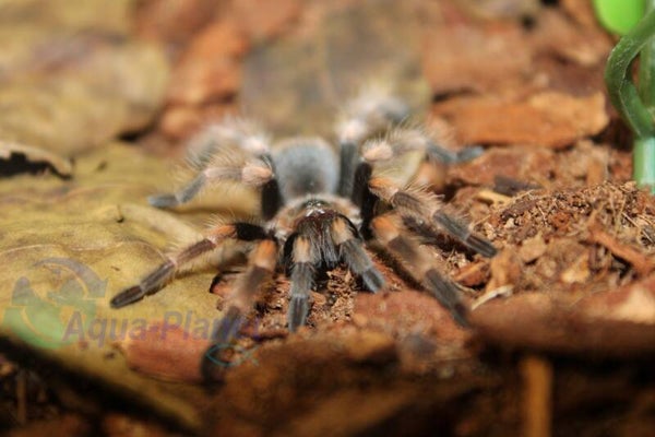 Brachypelma smithi
