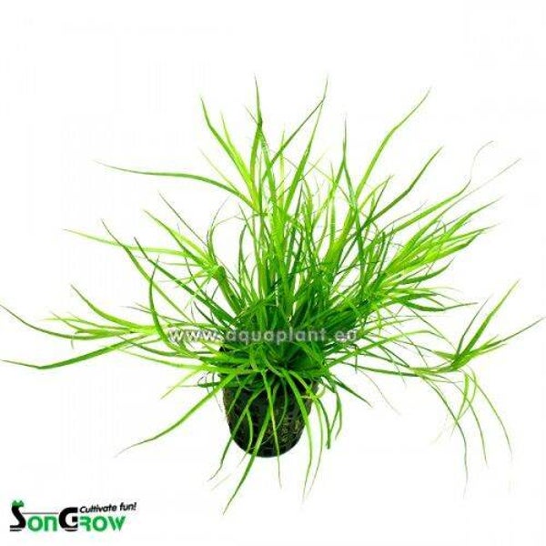 Juncus Repens