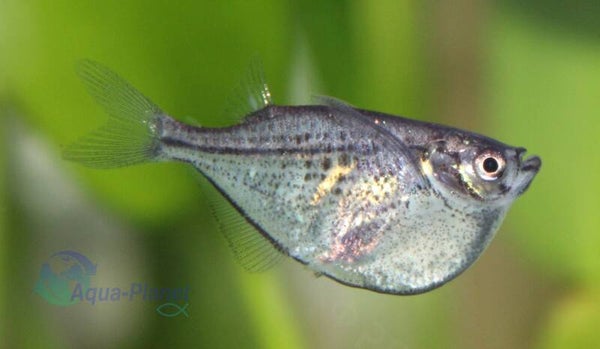 Carnegiella marthae
