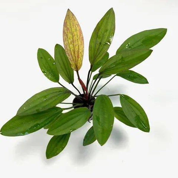 Echinodorus Regine Hildebrandt