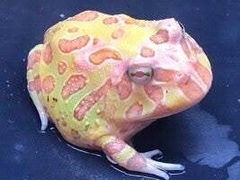 Een felgele Ceratophrys cranwelli Albino die zich klaarmaakt om een levend voederinsect te vangen. 🍽️