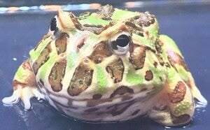 Ceratophrys cranwelli Camouflage Pacman kikker