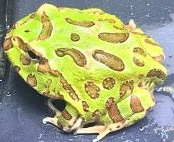 Close-up van een gezonde groene Zuid-Amerikaanse Pacman kikker amfibie