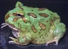 Dichtbij opname van de pastelgroene kleur van een Peppermint hoornkikker morph