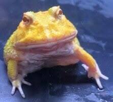 Ceratophrys cranwelli Pikachu hoornkikker