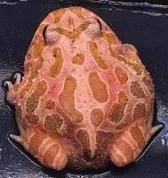 Gezonde Ceratophrys cranwelli Strawberry Pacman kikker met een unieke roze-oranje kleur