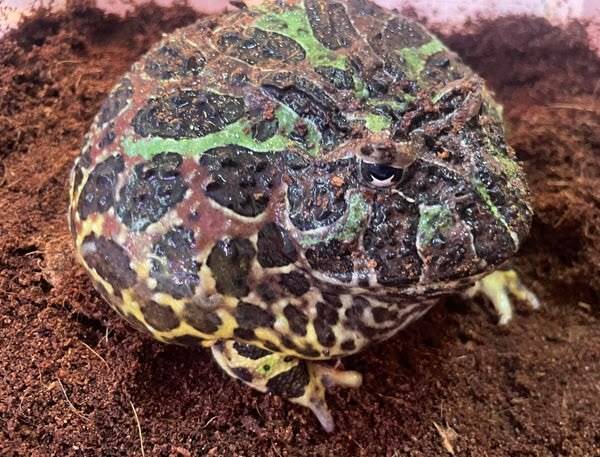 Ceratophrys ornata Argentijnse hoornkikker met felgroene en rode patronen in een vochtig terrarium.