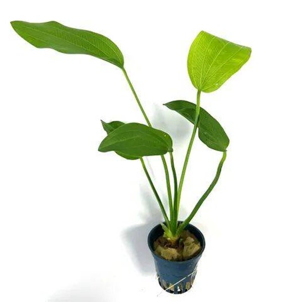 Echinodorus argentinensis