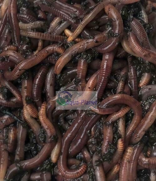 Dendrobena Veneta - Voerwormen