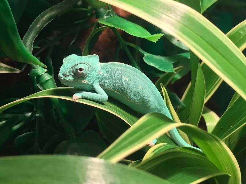 Groene Jemenkameleon met grote helm klimmend op een tak in een terrarium