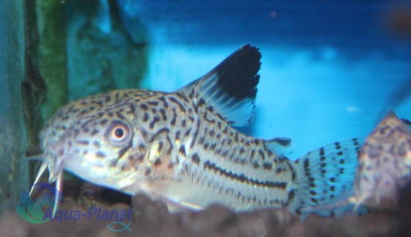 Corydoras julii